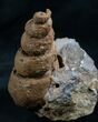 Huge Gastropod Fossil - Morocco #7994-1